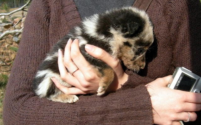 Alternatywa dla Zwierząt – skąd ten pomysł?