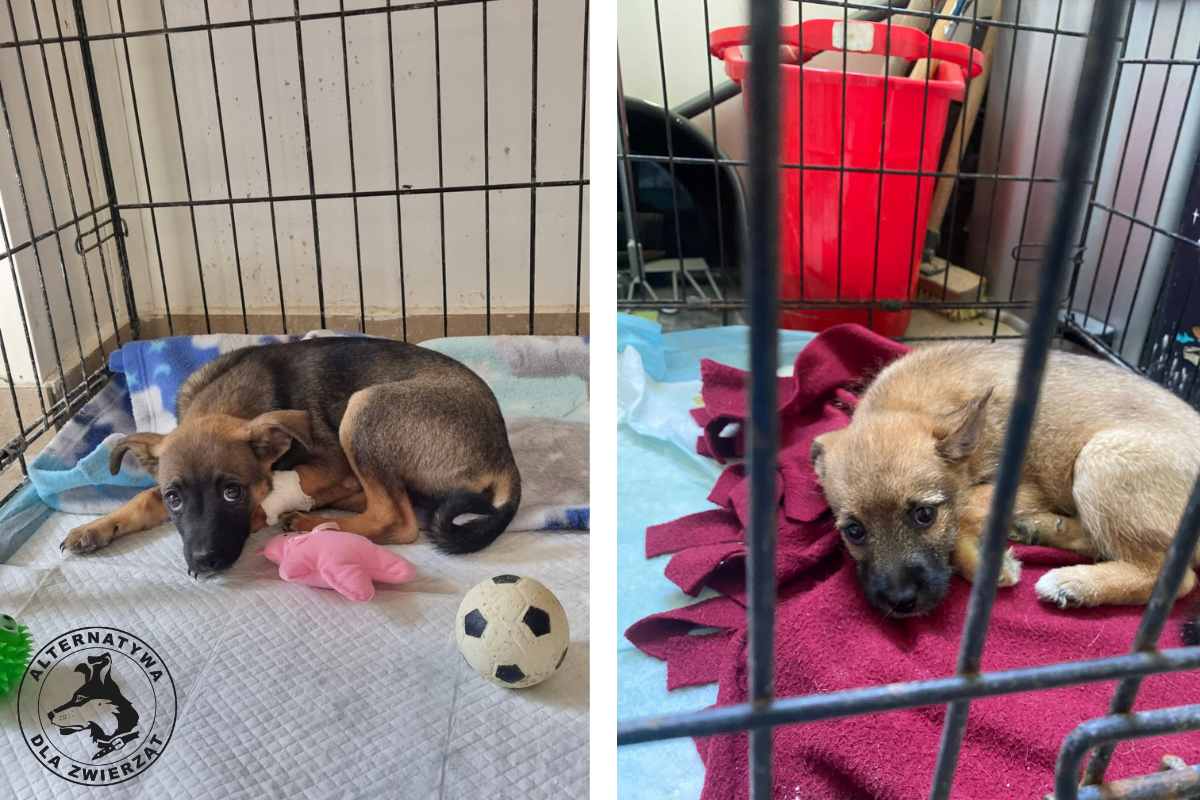 Podsumowanie pierwszych dwóch miesięcy działalności